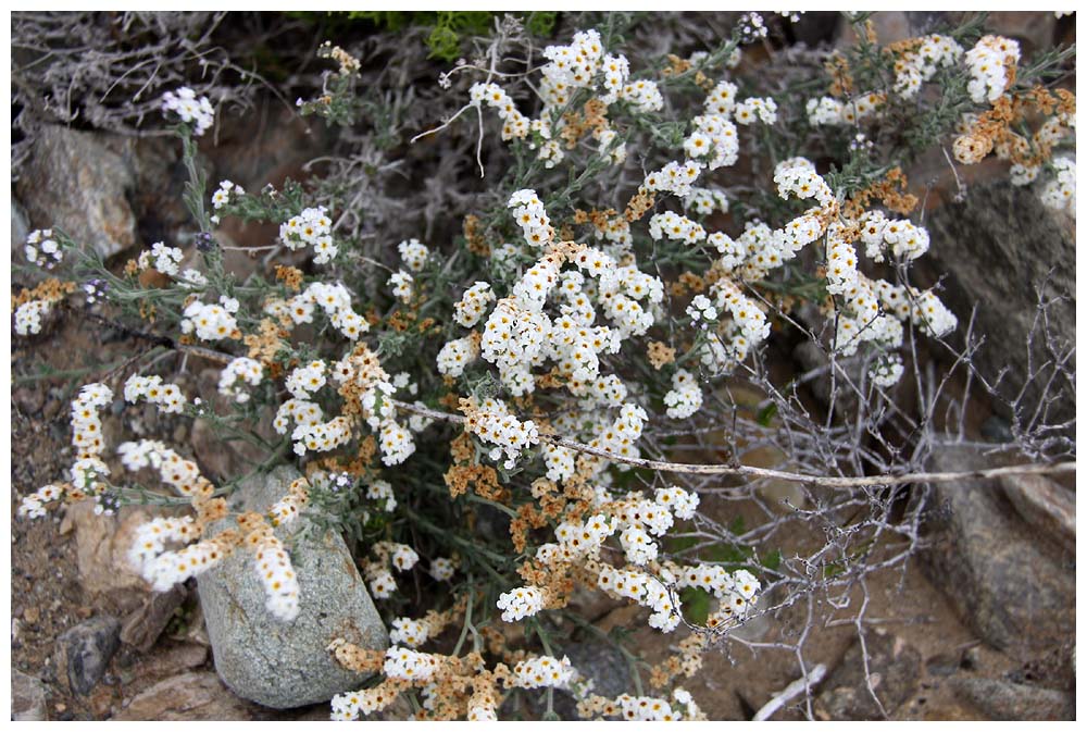 Atacama: Palo negro, Heliotropium filifolium